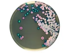 замовити, купити Хромогенне середовище для грибів роду Candida від Biolife Italiana S.r.l. за низькою ціною в Україні