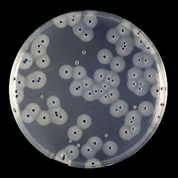 замовити, купити Основа агара Бейрд-Паркера від Biolife Italiana S.r.l. за низькою ціною в Україні