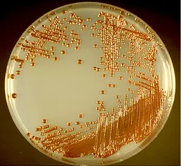 замовити, купити Кандида агар (НІКЕРСОН) CANDIDA AGAR 401280 від Biolife Italiana S.r.l. за низькою ціною в Україні