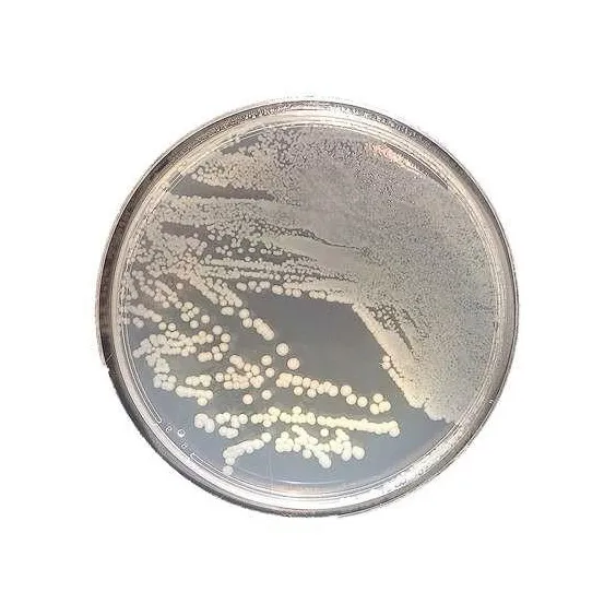 замовити, купити Поживний агар від Biolife Italiana S.r.l. за низькою ціною в Україні